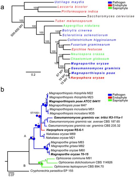 A Maximum Likelihood Ml Phylogenetic Tree Was Constructed Using The