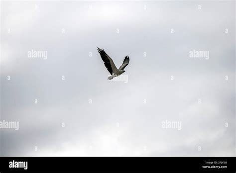 White Bellied Sea Eagle Haliaeetus Leucogaster In Flight In Sydney