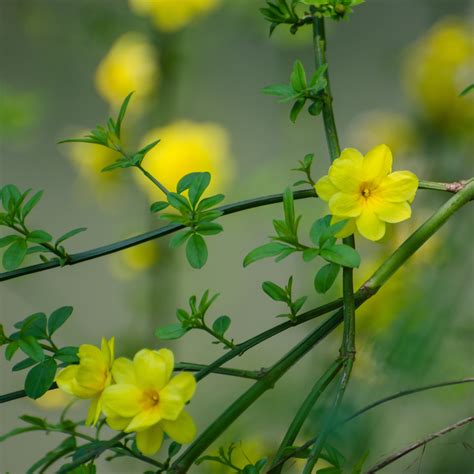 Winter Jasmine Plants For Sale Online | Nudiflorum (Fragrant) – Easy To ...