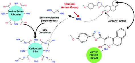 Mannich Reaction To Conjugate Hapten And Bsa Carrier Protein The