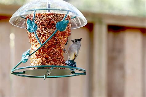 How To Make Hot Pepper Bird Seed Storables