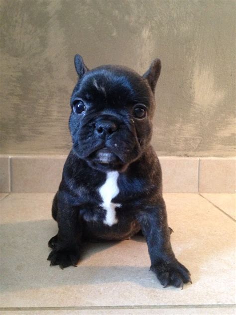 Chiot Bouledogue Français Cute Pictures French Bulldog Dogs Animals