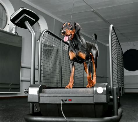 Dog Treadmill Choices - Whole Dog Journal