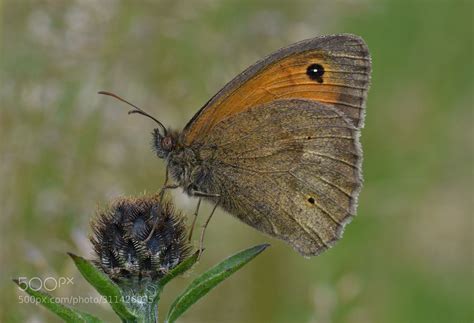 Meadow Brown Butterfly | Brown butterflies, Meadow, Butterfly