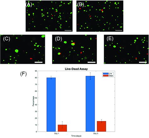 In Vitro Biocompatibility Of The Utep Bioink Studied Using Human Neural