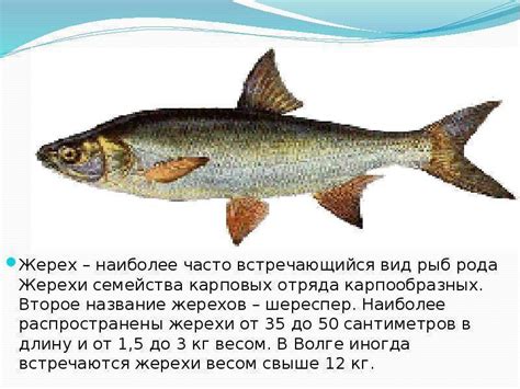 Царская рыба: это какая, где она водится и какое у нее название