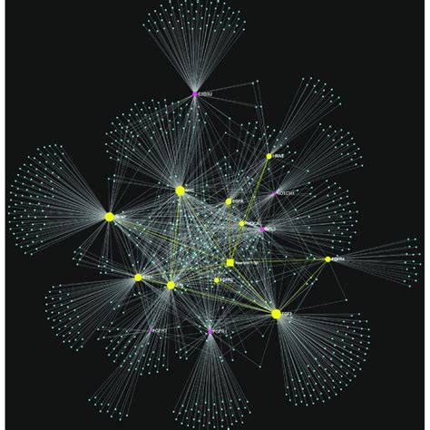 The MiRNA Target Interaction Network Illustrates The Anticipated