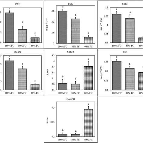 The Effect Of Different Levels Of Water Deficit On Physiological