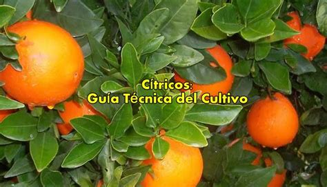 Cítricos Guía Técnica Del Cultivo Agroproyectos