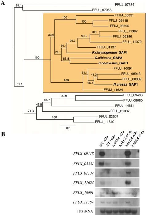 Identification Of Potential General Amino Acid Permeases In F