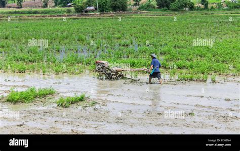 Asia Farmer Using Tiller Tractor In Rice Field Stock Photo Alamy