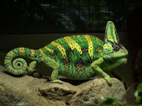 Chameleon Lizard HD wallpaper | animals | Wallpaper Better