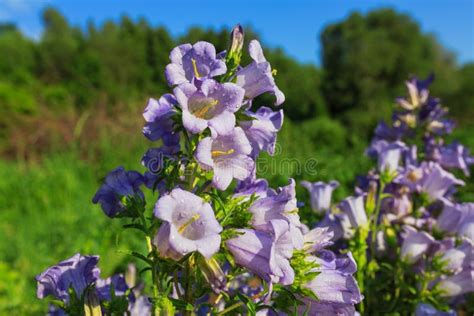 Purple Canterbury Bells Flowers Landscape Stock Image Image Of