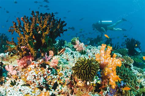 Top 5 House Reefs in the Maldives - Lawyer Monthly