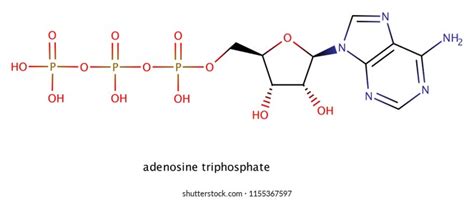 Adenosine Triphosphate Atp Structural Formula On Stock Illustration