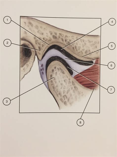 Temporomandibular Joint Sagittal Section Diagram Quizlet