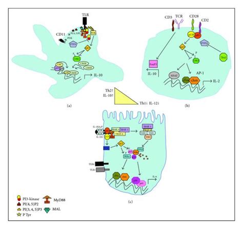 A Pi3 Kinaseaktgsk3β Pathway Control Of Pro And Anti Inflammatory