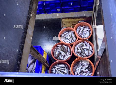 Trawler fishing lots of fish hi-res stock photography and images - Alamy