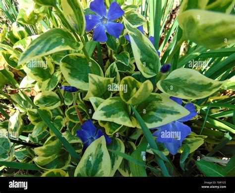 Vinca Major Variegata Bigleaf Periwinkle With Beautiful Deep Blue