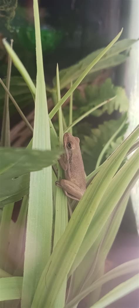 are my green tree frogs eating? I have not seen them catch any crickets