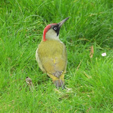 Gr Nspecht Gr Nspecht Picus Viridis C Adela Zatecky Naturgucker