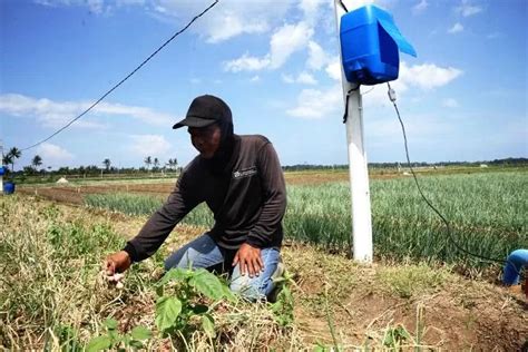 Program Electrifying Agriculture Pln Tekan Biaya Petani Bawang Merah