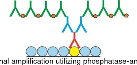 Optimization Of Immunofluorescence Protocols For Detection Of