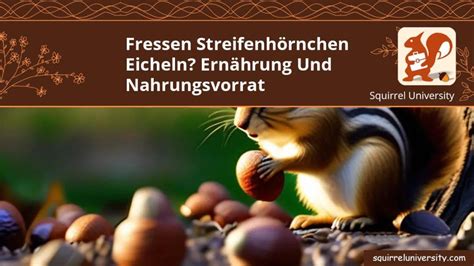 Fressen Streifenhörnchen Eicheln Ernährung und Nahrungsvorrat