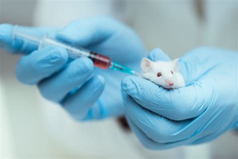 Animal Testing - Humane Society International