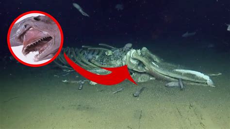 Criaturas Estranhas Encontradas No Fundo Mar Youtube