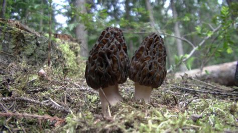 Morel Mushrooms