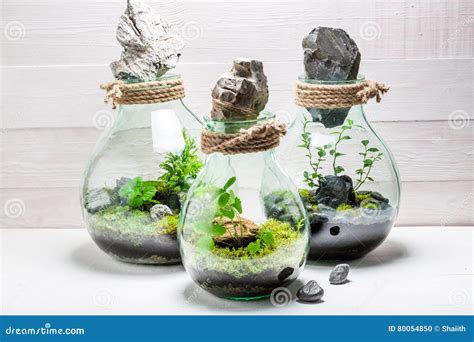 Wonderful Live Plants in a Jar with Self Ecosystem Stock Photo - Image ...