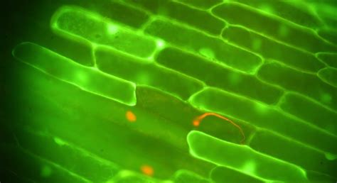 Department of Plant and Environmental Sciences – Institut for Plante ...