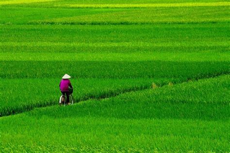 Canh Dong Việt Nam