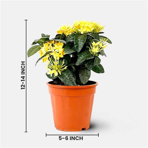 buy ixora dwarf yellow plant    price