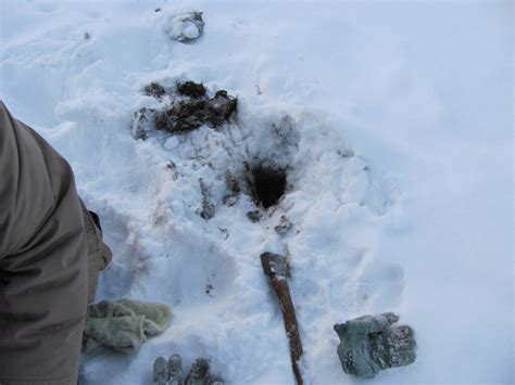 An Alaskan Panda's Life: Muskrat Trapping