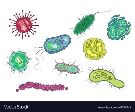 Bacteria microorganisms diagram medical science Vector Image