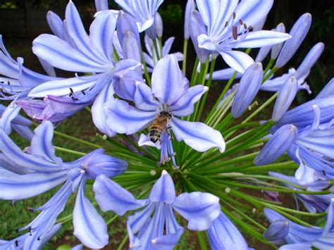 Agapanthe Entretien Fleur Et Plantation Exposition Arrosage