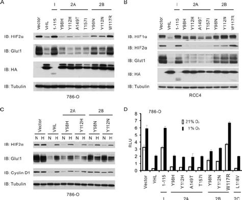 Differential Regulation Of Hif And Hif Target Genes By Type A And