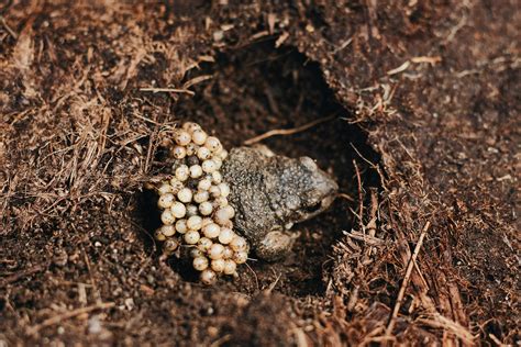 Midwife Toad Frog With Eggs On Back · Free Stock Photo