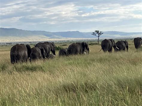 Days Nights Masai Mara Lake Nakuru Amboseli Budget Camping