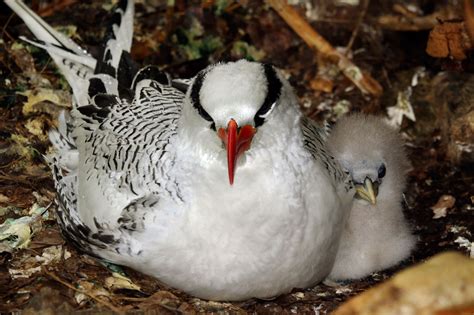 Tropicbird Wallpapers Images Photos Pictures Backgrounds