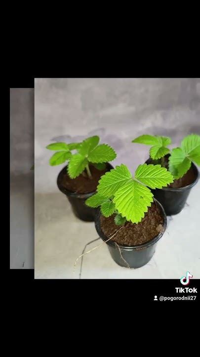 Плодоносящая комнатная клубника 🍓 цена 85 гривен! Бронь в вайбер ...