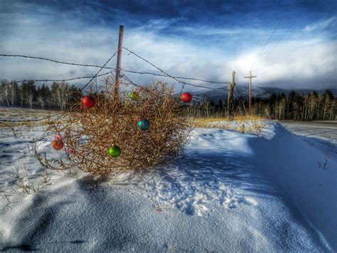 Christmas Tumbleweed-I dragged this tumbleweed in the back of my ...