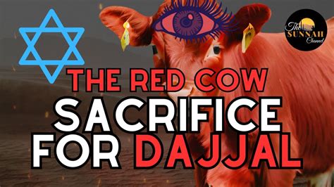 The Red Cow Sacrifice For Coming Of Dajjal Sign Of The End Of Times