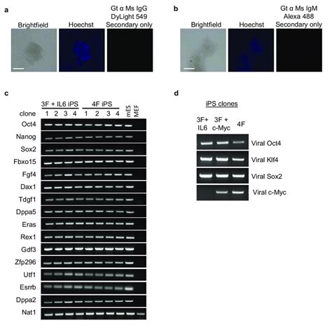 Figure S Characterization Of Ips Colonies And Clones A B Ips