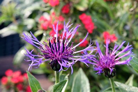 How To Plant Perennial Cornflower Centaurea Montana Dear Plants