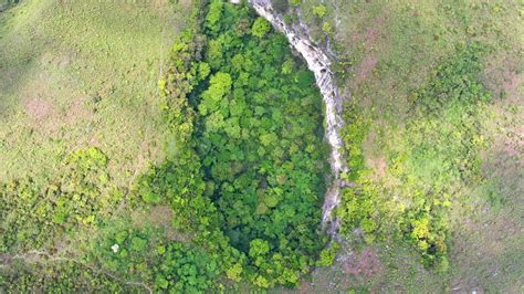 Ancient Forest World Discovered In Huge Sinkhole More Than 600ft Below