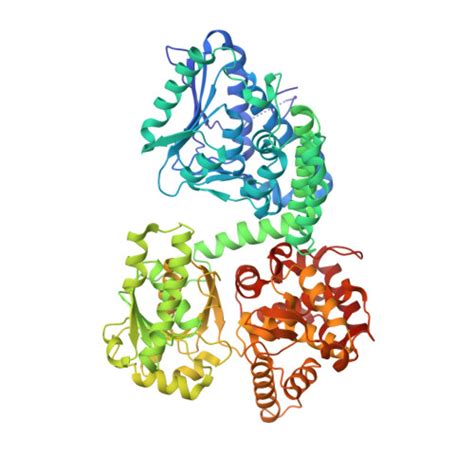 RCSB PDB 8OPV Structure Of Mycobacterium Tuberculosis Beta Oxidation