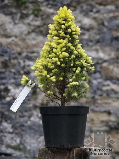 Picea Glauca Var Albertiana Daisy S White From Burncoose Nurseries